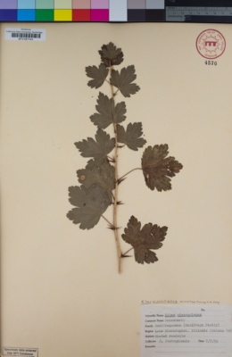 Image of Ribes missouriense