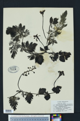 Image of Utricularia foliosa