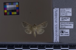 Chrysodeixis includens image