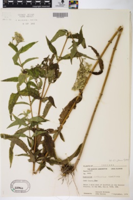 Eupatorium perfoliatum var. cuneatum image