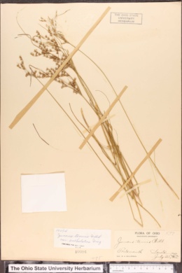 Juncus anthelatus image