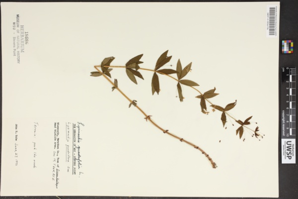 Lysimachia quadrifolia image