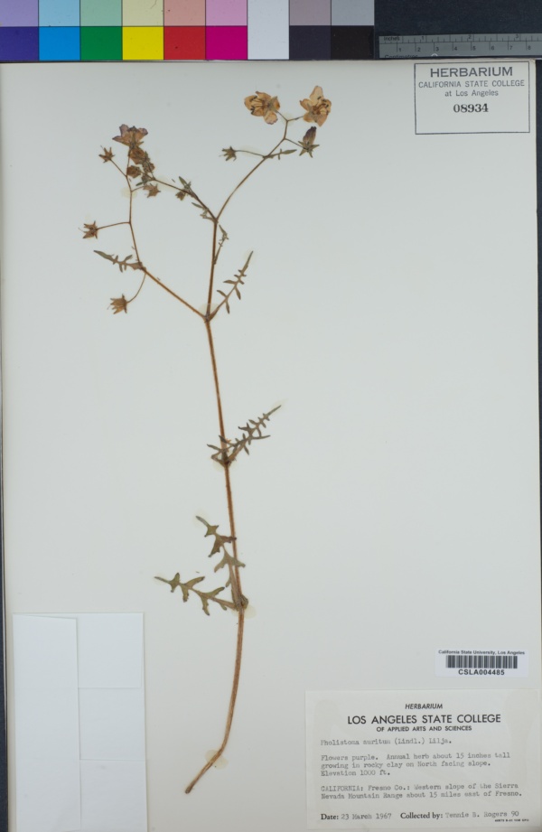 Pholistoma auritum image