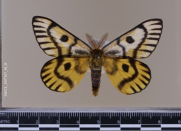 Hemileuca nuttalli image