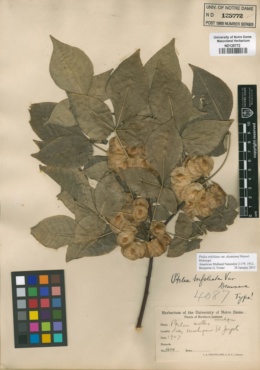 Image of Ptelea mollis
