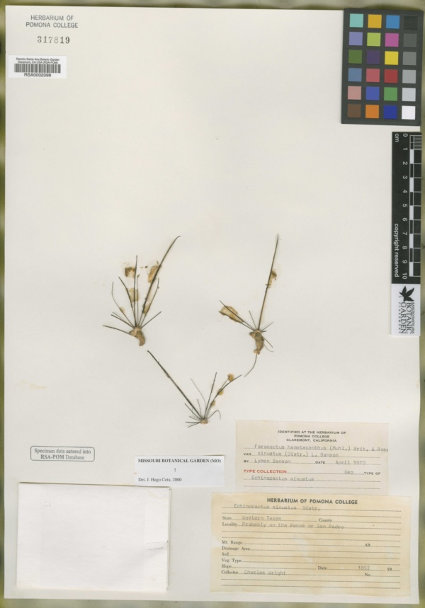 Echinocactus sinuatus image