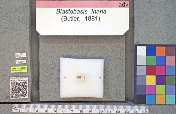 Blastobasidae image