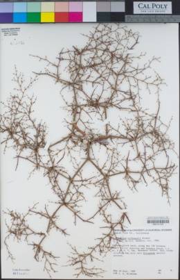 Eriogonum hoffmannii image