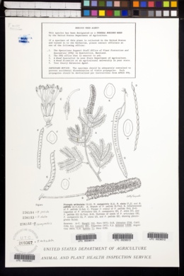 Image of Prosopis pallida