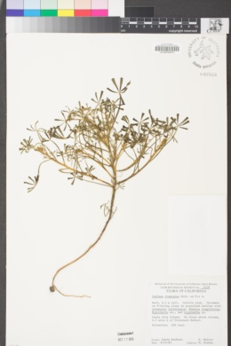 Lupinus truncatus image