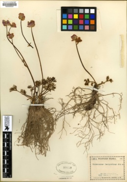 Ranunculus andersonii var. tenellus image