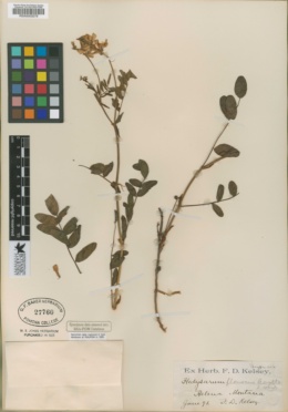 Hedysarum flavescens image