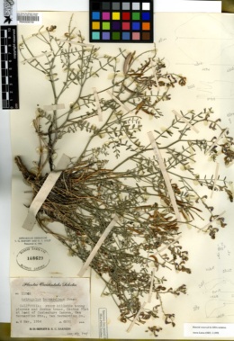 Astragalus bernardinus image