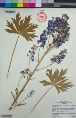 Image of Delphinium × occidentale