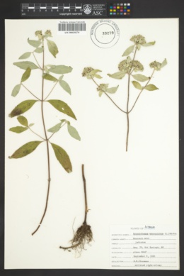 Image of Pycnanthemum monotrichum