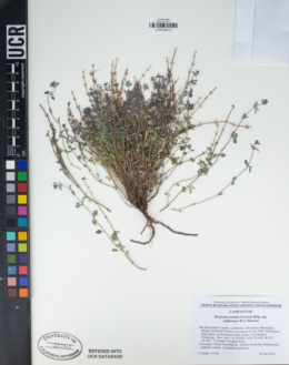 Hedeoma nana subsp. californica image