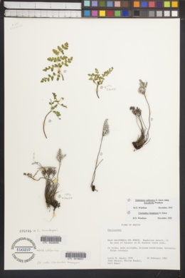 Image of Cheilanthes brandegeei