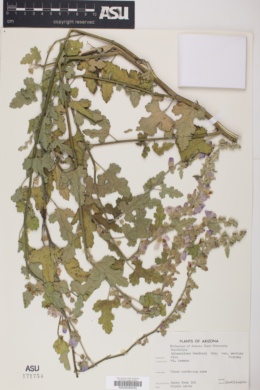 Sphaeralcea fendleri subsp. venusta image