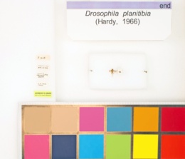 Drosophila planitibia image