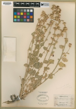 Sphaeralcea marginata image
