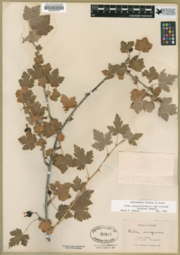 Ribes oxyacanthoides subsp. irriguum image