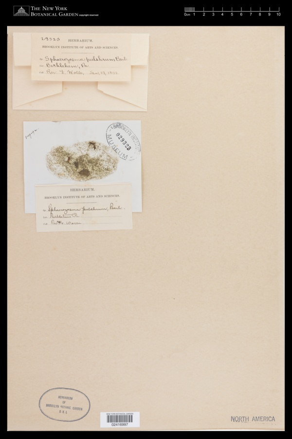Spondylosium pulchrum image