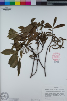 Image of Carya carolinae-septentrionalis