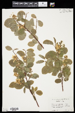 Image of Amelanchier alnifolia