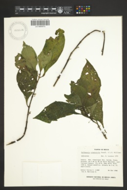Image of Hoffmannia culminicola