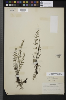 Notholaena lemmonii image