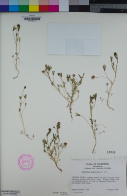 Trifolium depauperatum var. amplectens image