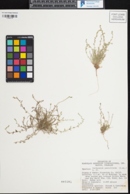 Image of Pectocarya penicillata