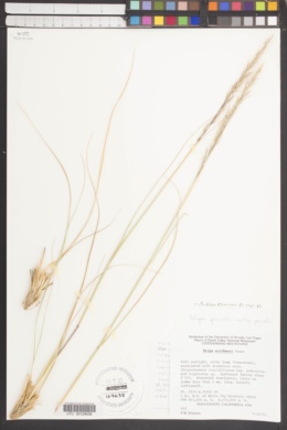 Achnatherum parishii subsp. parishii image