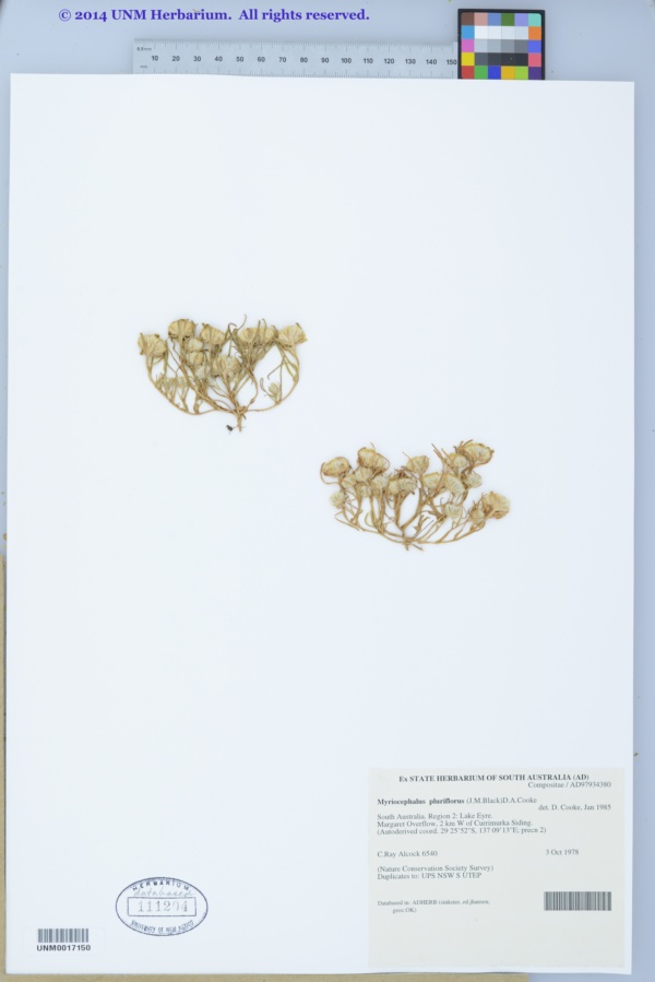 Myriocephalus pluriflorus image