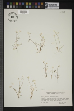 Claytonia arenicola image