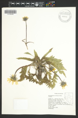 Image of Balsamorhiza serrata