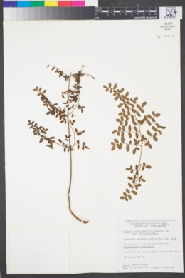 Pellaea andromedifolia var. andromedifolia image