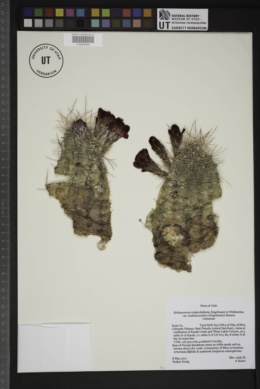 Echinocereus triglochidiatus var. mojavensis image