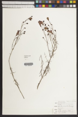 Agalinis peduncularis image