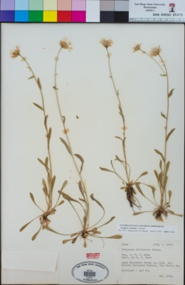 Image of Erigeron cervinus
