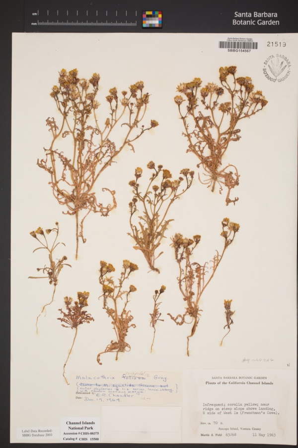 Malacothrix foliosa subsp. crispifolia image
