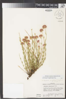 Monardella australis subsp. australis image