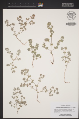 Euphorbia vallis-mortae image