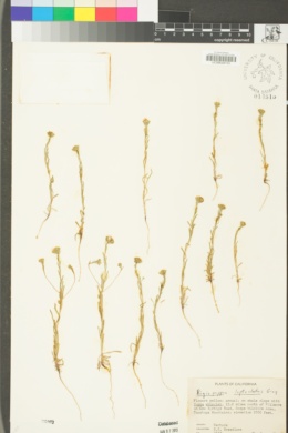 Rigiopappus leptocladus image
