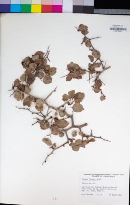 Image of Prunus fremontii