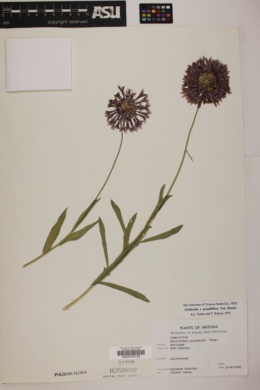 Gaillardia X grandiflora image