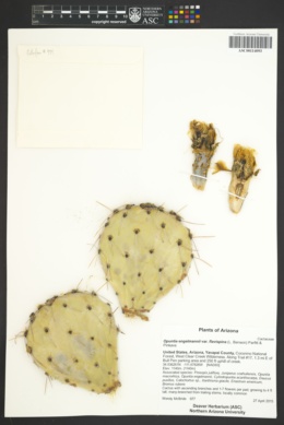 Opuntia engelmannii var. flavispina image