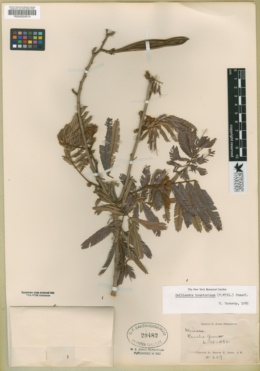 Image of Calliandra houstoniana
