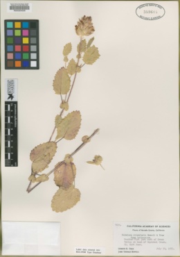 Sidalcea stipularis image