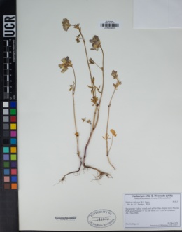 Image of Sidalcea calycosa